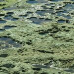 Marine-Tondelier-green-blazer