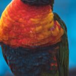 Rene-Martin-controversy-Nantes