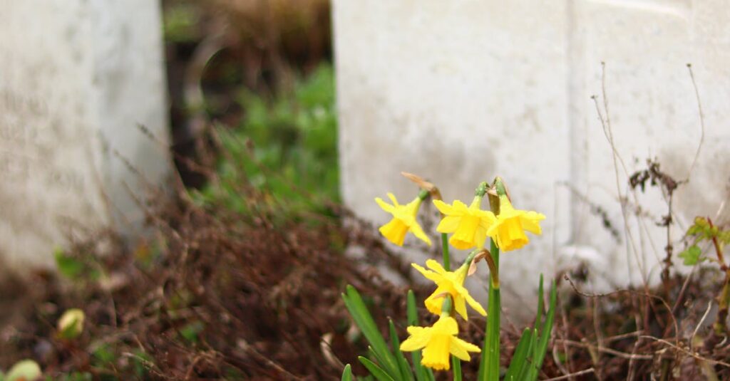 Illustration de Choc Fatal : Le Réalisateur de La Conquête nous Quitte Brutalement funeral-flowers-france