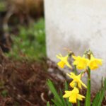 funeral-flowers-france