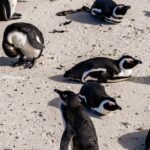 migratory-birds-cyclone