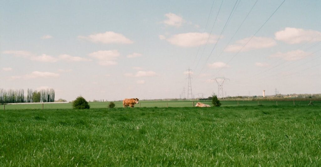 Illustration de Catastrophe bovine : la France panique face à l'épidémie sick-cow-France