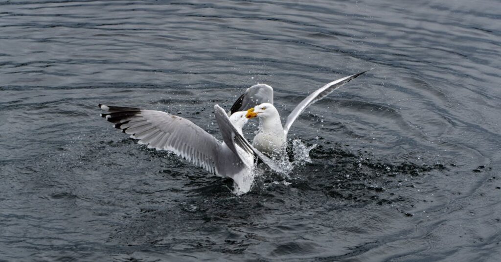 French-politicians-fighting