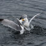 French-politicians-fighting