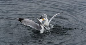 French-politicians-fighting