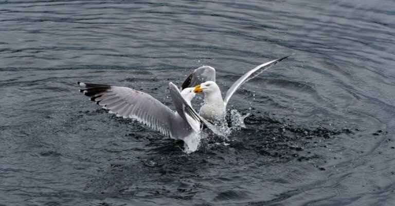 French-politicians-fighting