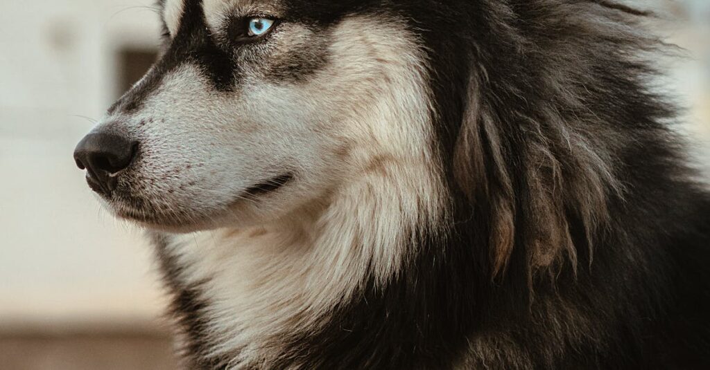 Macron-Africa-interview-Russia