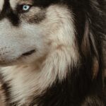 Macron-Africa-interview-Russia