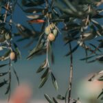 Olive-harvest-West-Bank