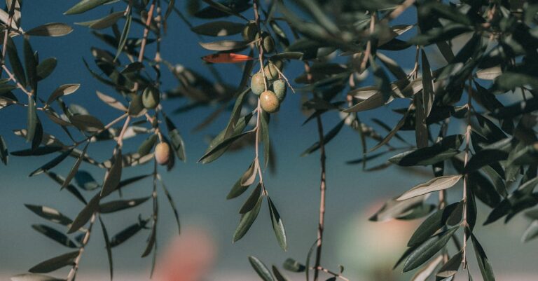 Olive-harvest-West-Bank