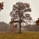 Olivier-Faure-isolated