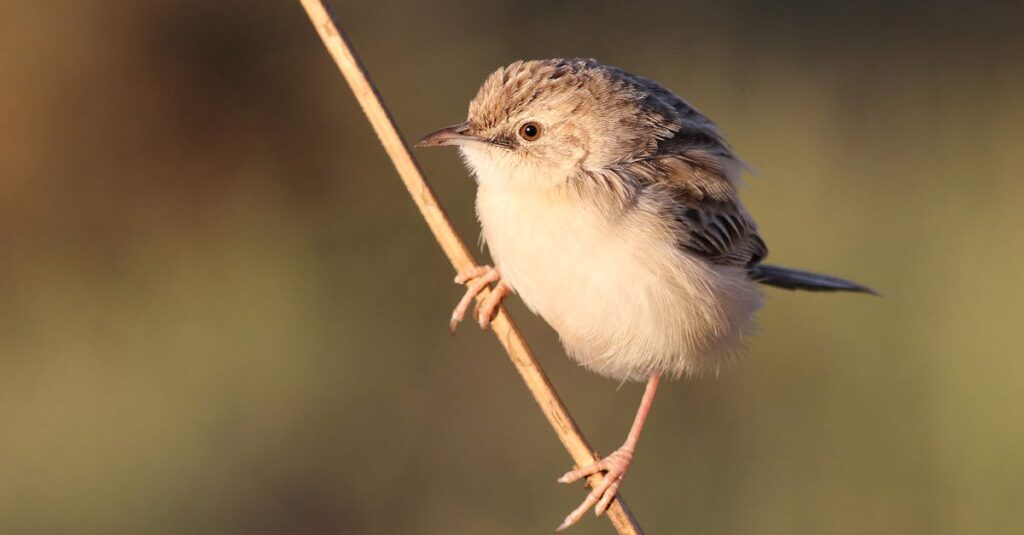 Illustration de Trump boycotte le G20 : un scandale diplomatique sans précédent Trump-G20-boycott-Johannesburg