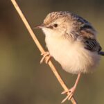 Trump-G20-boycott-Johannesburg