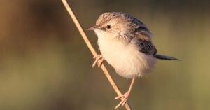 Illustration de Trump boycotte le G20 : un scandale diplomatique sans précédent Trump-G20-boycott-Johannesburg