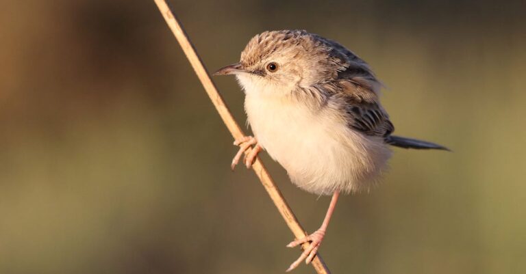 Trump-G20-boycott-Johannesburg