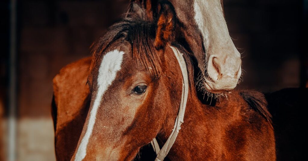Illustration de Déserts pharmaceutiques : la France en pleine déroute sanitaire pharmacy-closing-rural