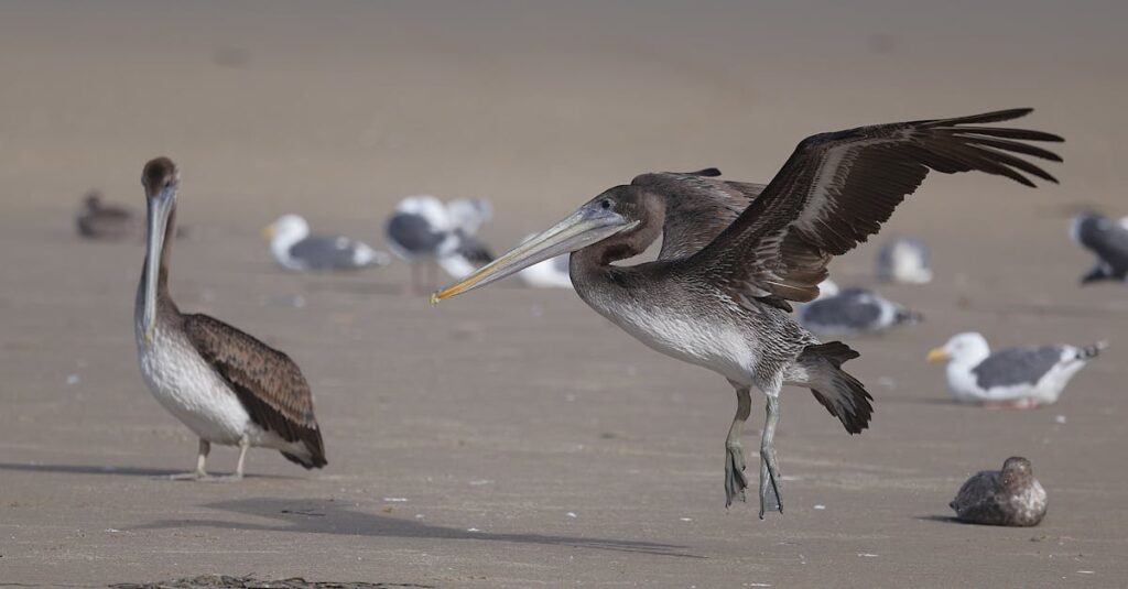 rocket-landing-ocean