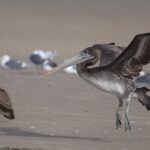 rocket-landing-ocean