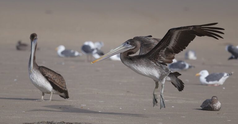 rocket-landing-ocean