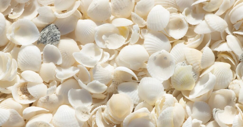 shark-attack-Australia-beach