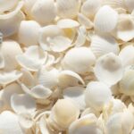 shark-attack-Australia-beach