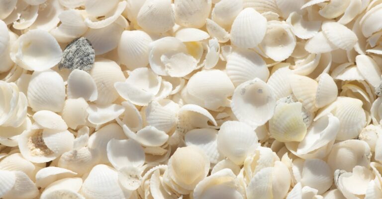 shark-attack-Australia-beach