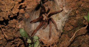 Illustration de Une invasion arachnéenne sans précédent menace la biodiversité locale spider-web-cave