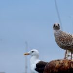 industrial-collapse-france