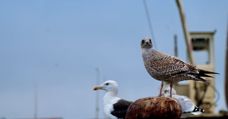 industrial-collapse-france