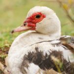 macron-agriculture-merco