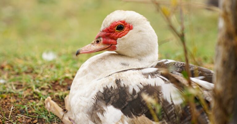 macron-agriculture-merco