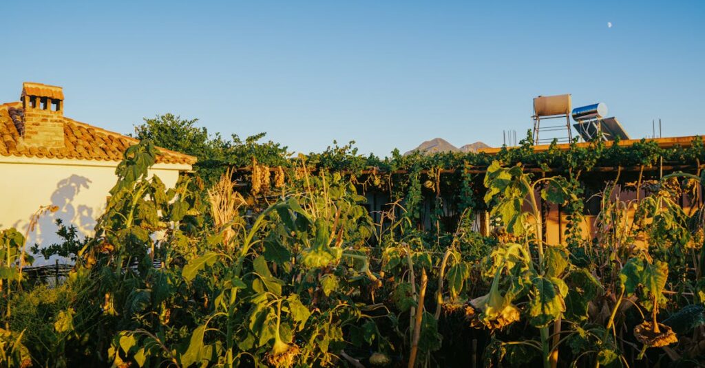 vineyard-crisis-europe