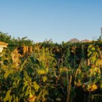 vineyard-crisis-europe