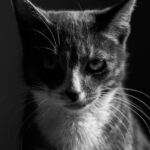 Dominique-de-Villepin-serious