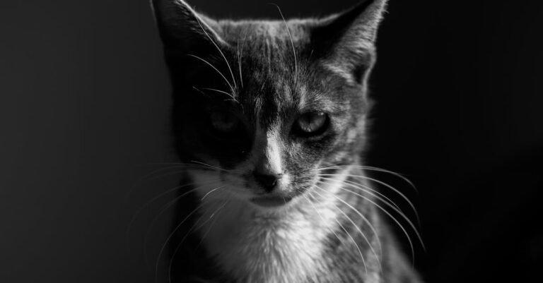 Dominique-de-Villepin-serious