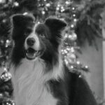 Glucksmann-family-espionage