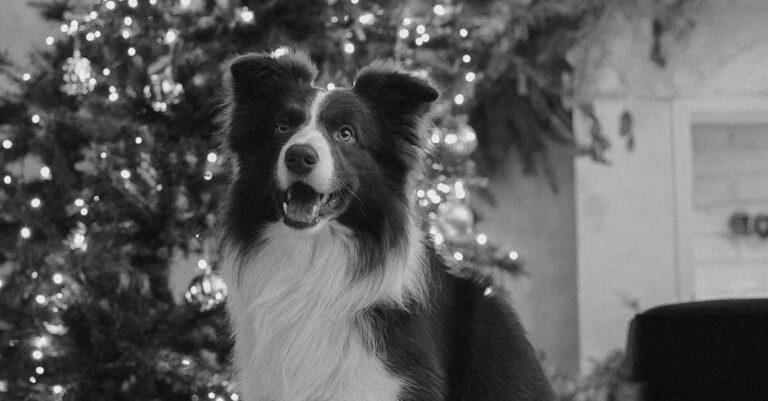 Glucksmann-family-espionage