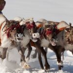 Inuit-military-arctic