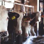 Salon-agriculture-cows-absence