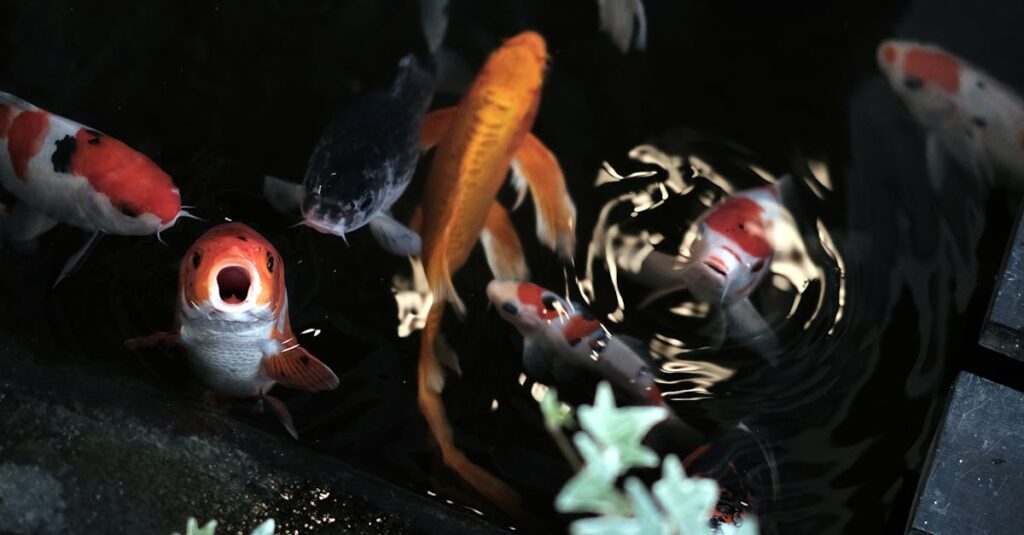 Saone-River-swimming-pool