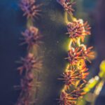 Syria-desert-airstrike