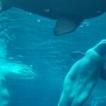 belugas-captivity-transfer