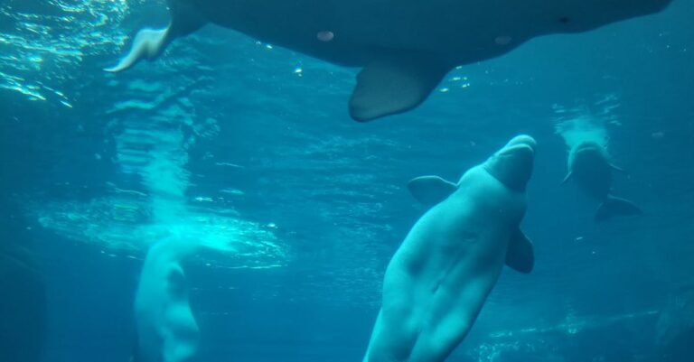 belugas-captivity-transfer