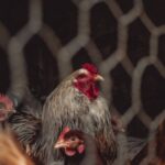 Animal-cruelty-abattoir-Martinique