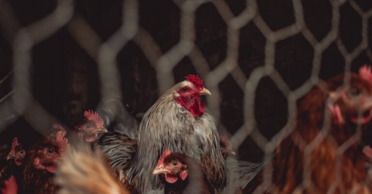 Animal-cruelty-abattoir-Martinique