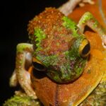 deforestation-Brazil-Amazon