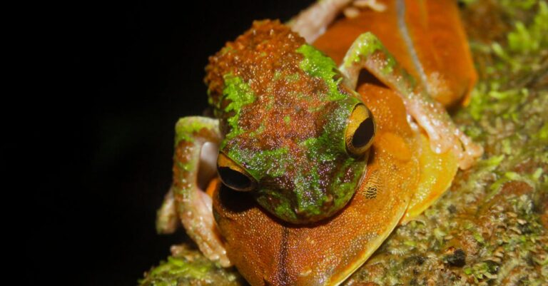 deforestation-Brazil-Amazon