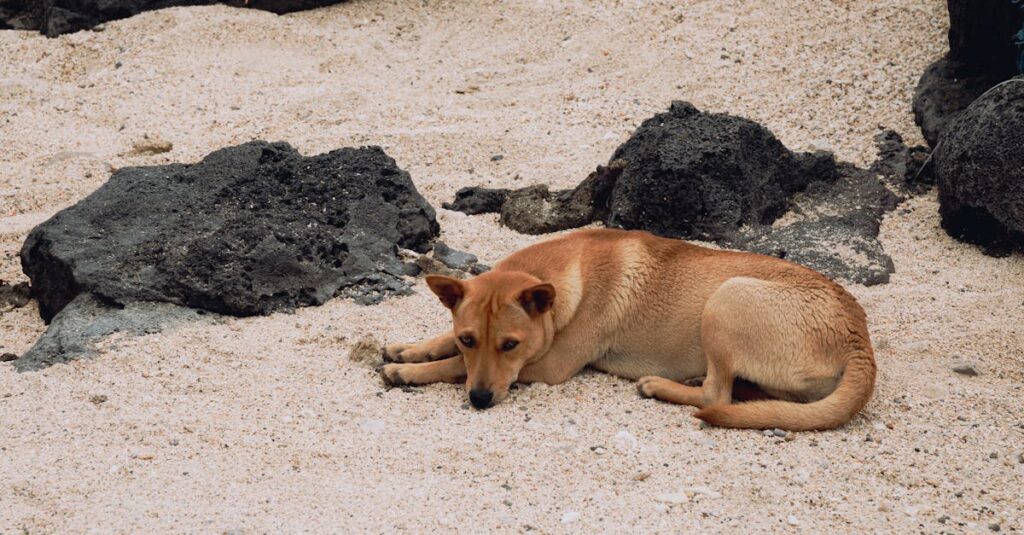 Patrol-dogs-dinosaurs-island