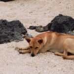 Patrol-dogs-dinosaurs-island