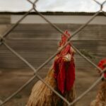 Chicken-farm-conflict